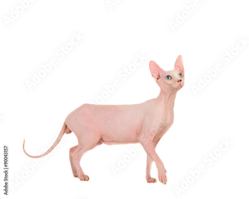 Gracious walking naked sphinx cat looking up isolated on a white background