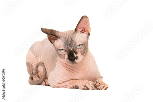 Cranky naked sphinx cat lying down isolated on a white background photo
