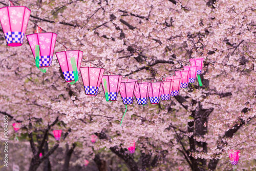 桜とランタン photo