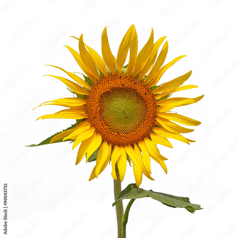 Naklejka premium Sun flower, Isolated on white background