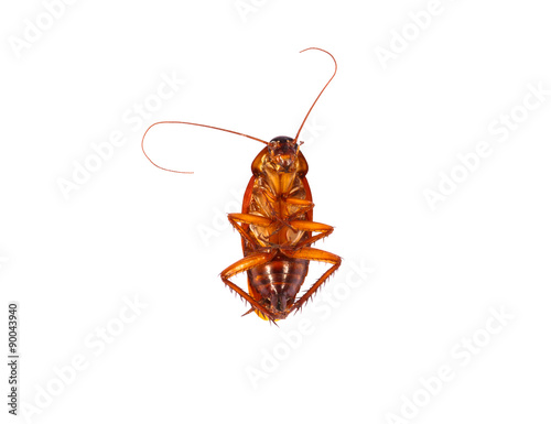 dead cockroach © idambeer