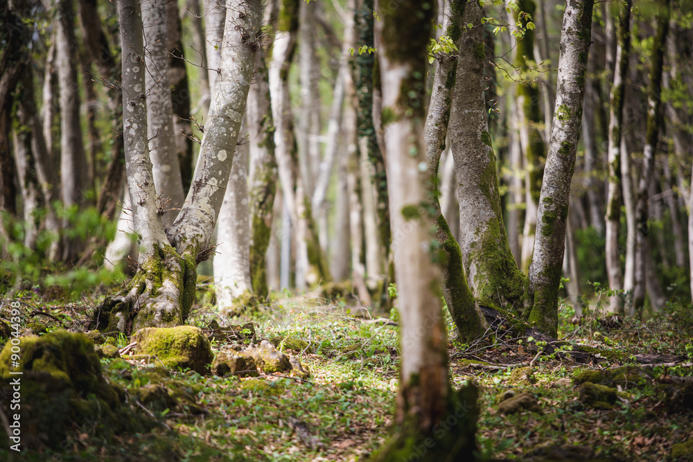 Obraz premium Forest landscape with mossy tree