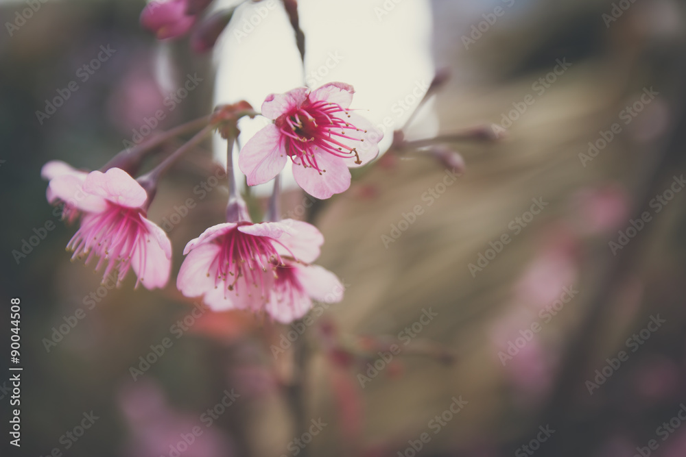 Obraz premium pink beautiful spring sakura flower