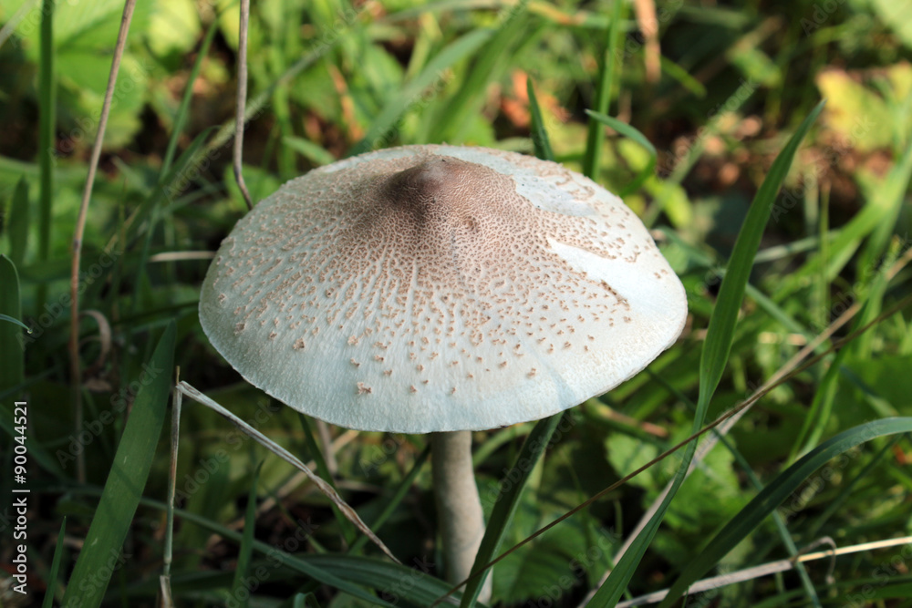Cystolepiota high grass growing in