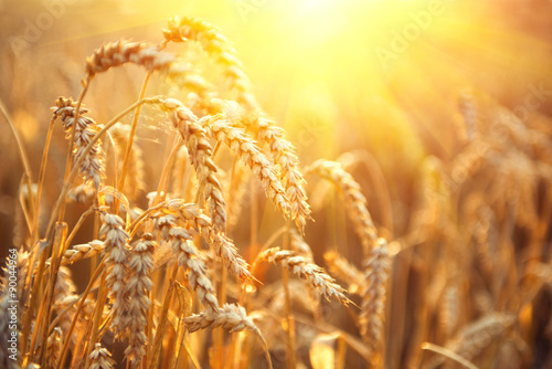 Canvas Print Golden wheat field. Ears of wheat closeup. Harvest concept