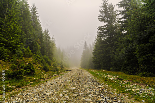 mountain road among pine trees is lost in the fog