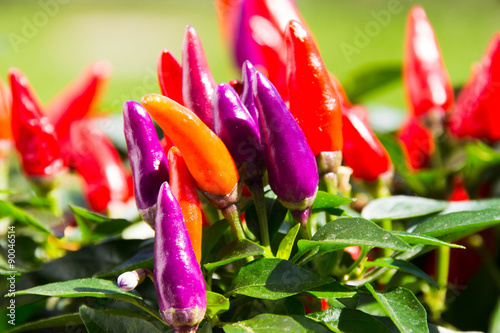 Zier-Paprika Capsicum annuum