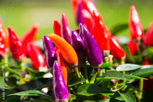 Zier-Paprika Capsicum annuum