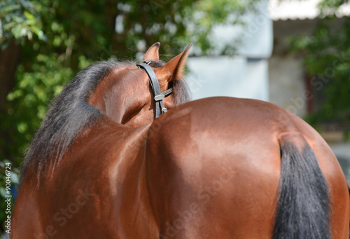 Bending bay horse. Back view