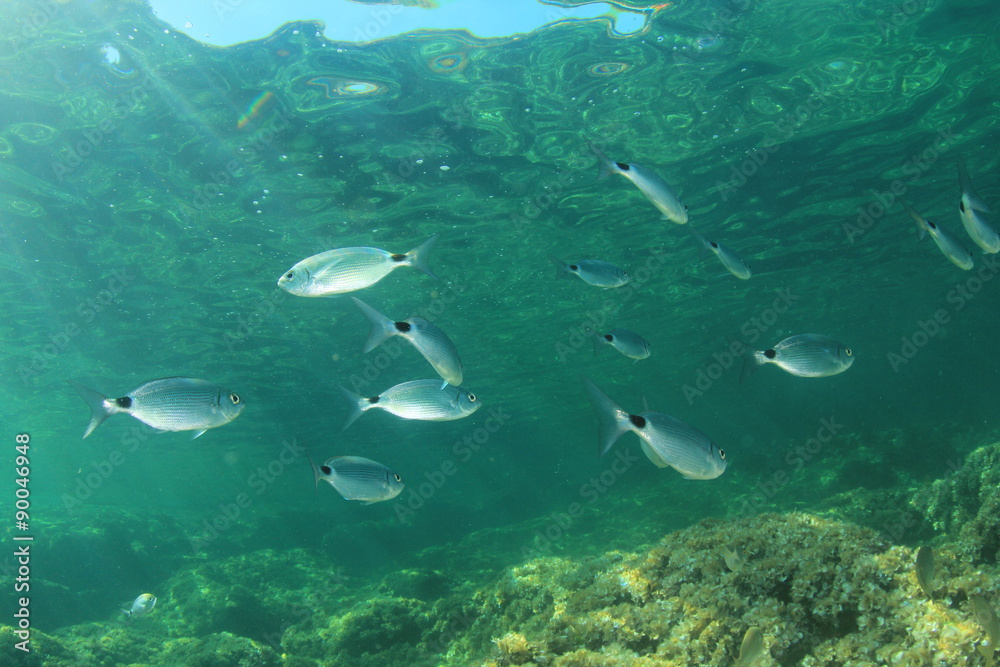 Fototapeta premium Underwater fish