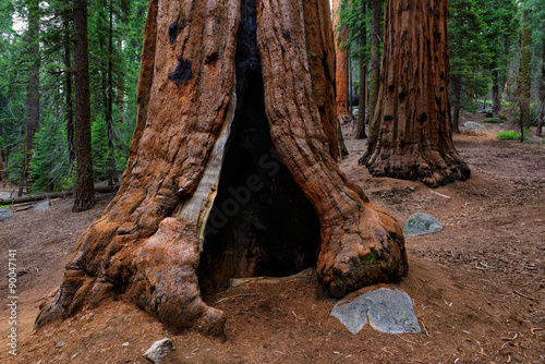 Giant sequoia trees in Sequoia National Park, California