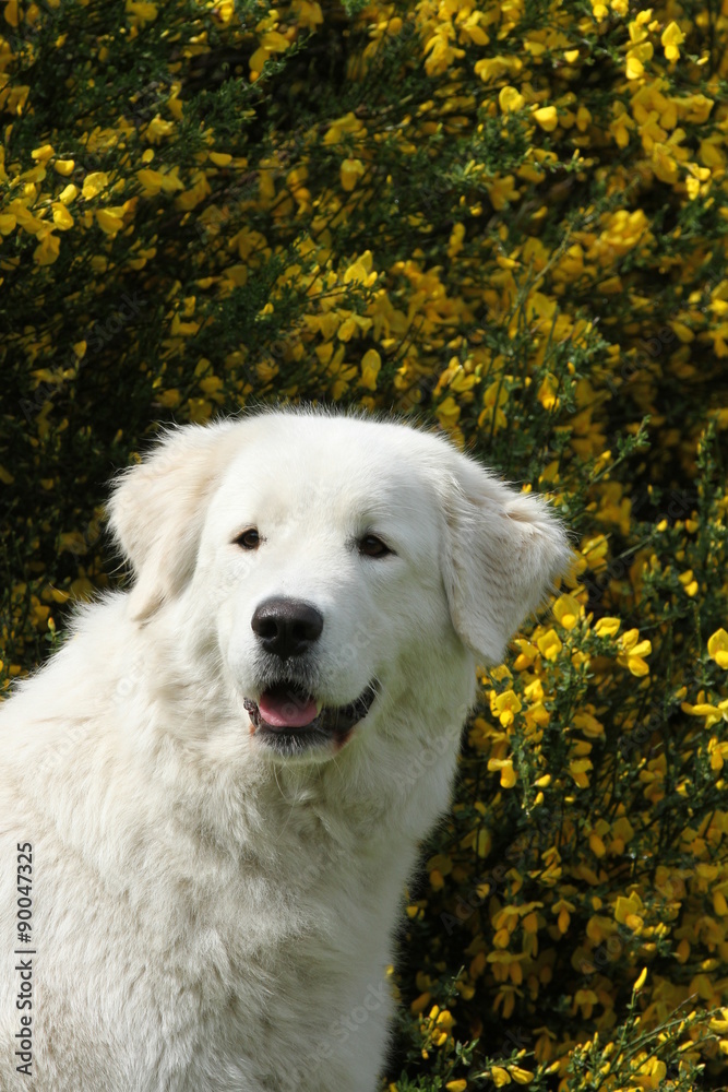 Portrait Maremmano-Abruzzese