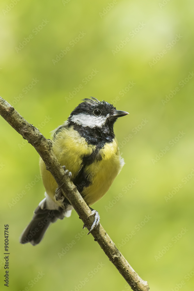 Fototapeta premium Great tit vertical closeup