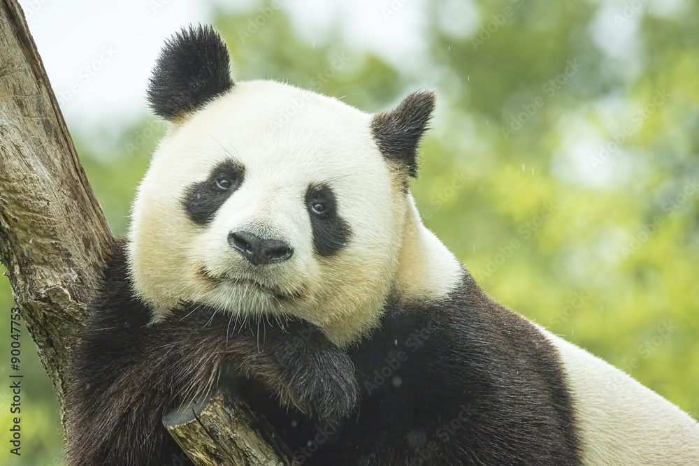 Fototapeta premium Panda Portrait