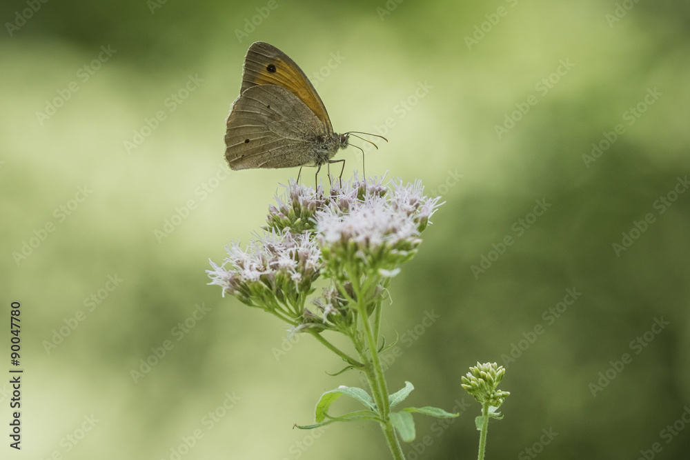 Fototapeta premium Brown meadow feeding on flowers