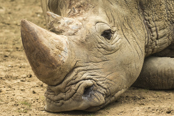 Fototapete Nashorn Trauriges Nashorn  © Sander Meertins