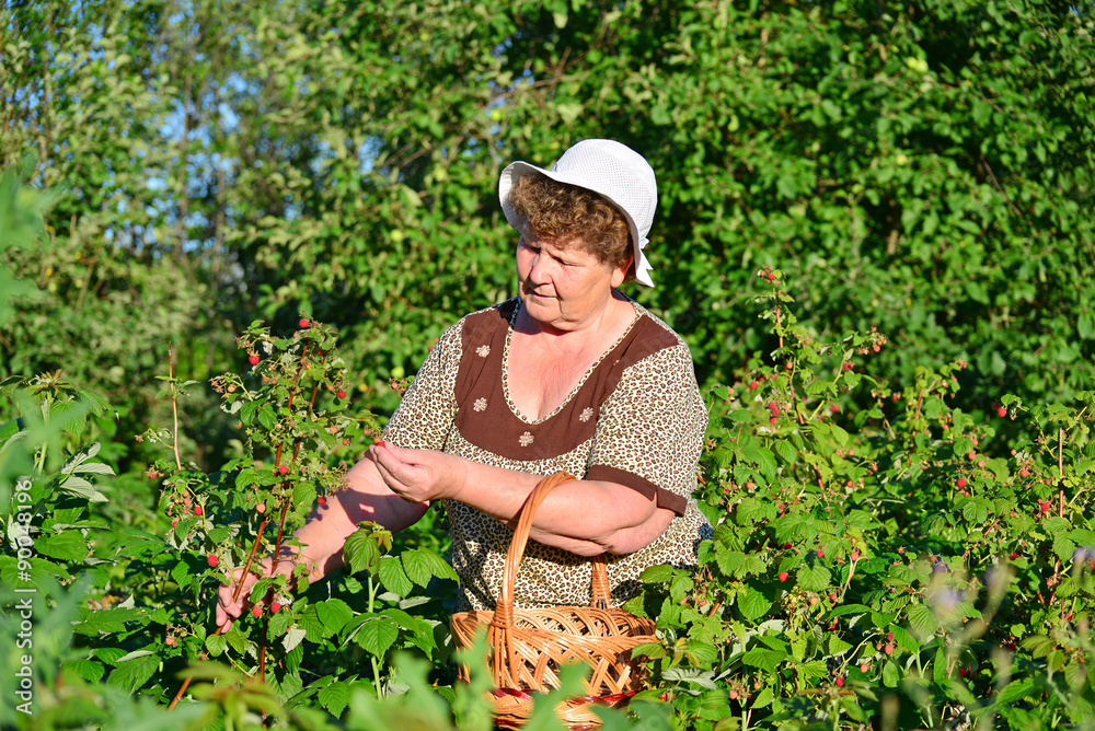  elderly woman gathering raspberries in the garden