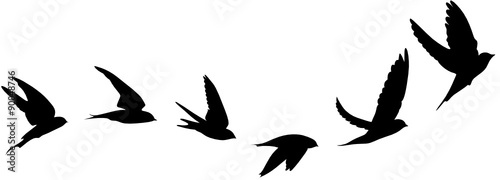 Vogelzug Vektor Silhouette photo