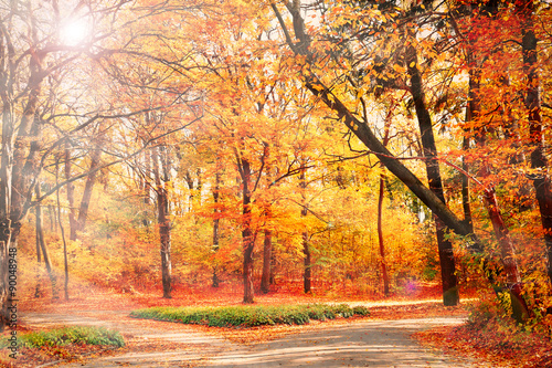 Beautiful autumn trees with sunlight in park