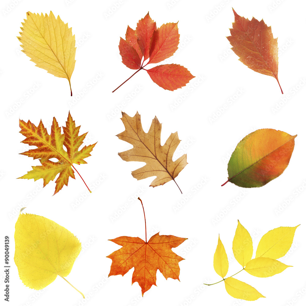Fototapeta premium Beautiful autumn leaves, isolated on white