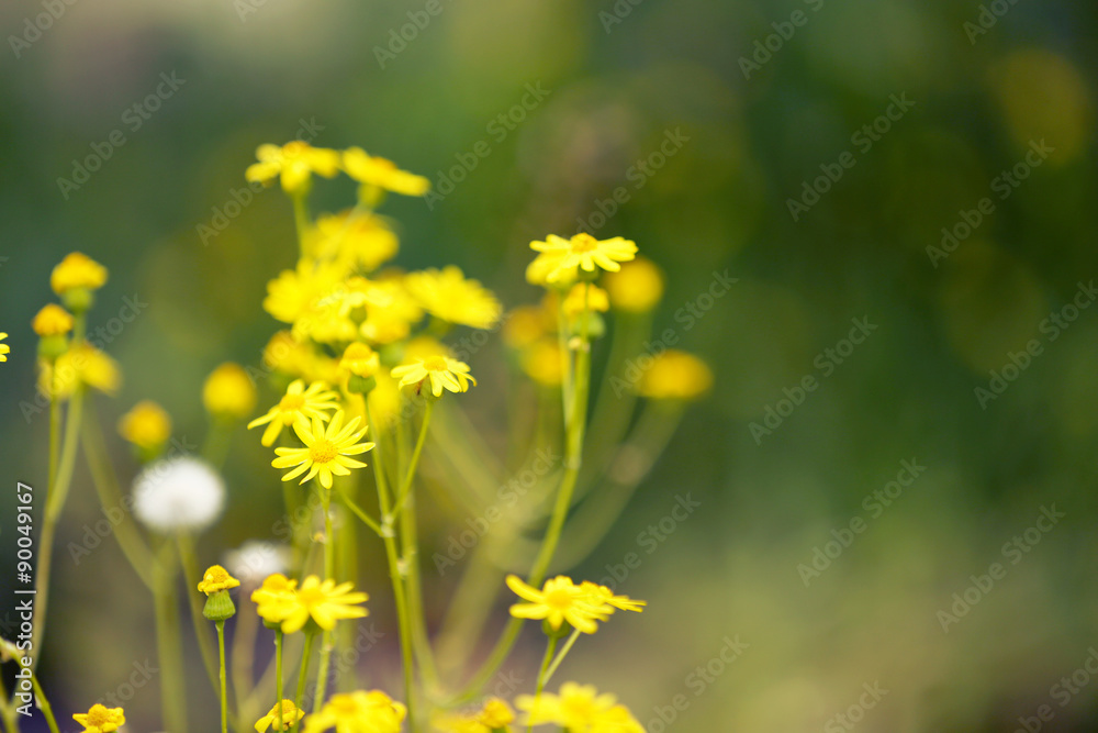 Beautiful wild flowers with sunlight