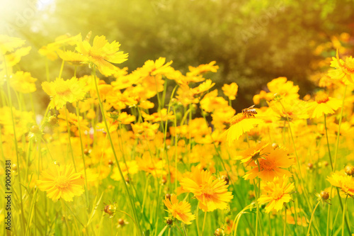 Fototapeta Naklejka Na Ścianę i Meble -  Beautiful cosmos flowers in the field with sunlight