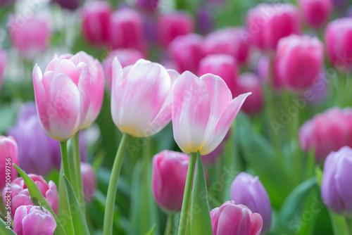 Many pink and purple tulip flowers, selective focus