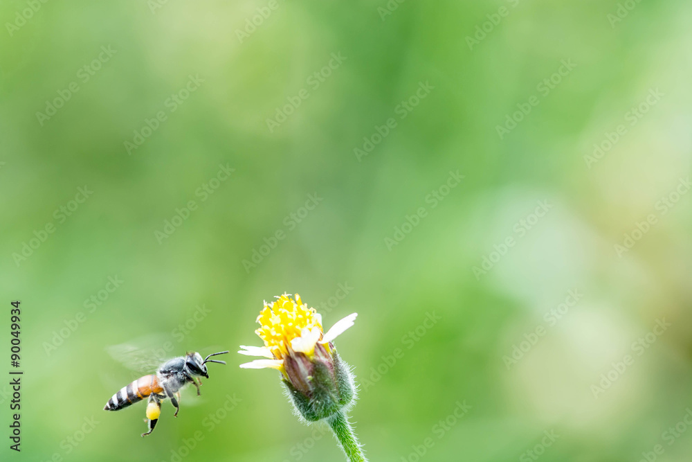 flying bee flying bee