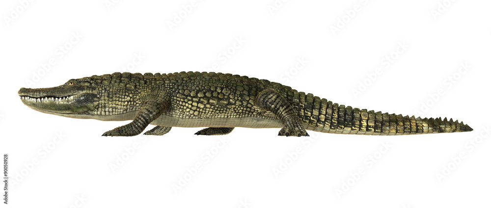 Fototapeta premium American Alligator