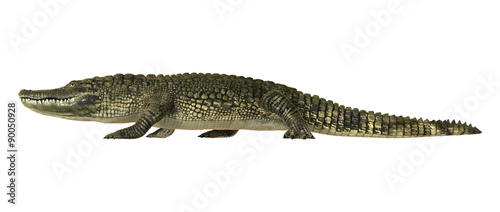 American Alligator © photosvac