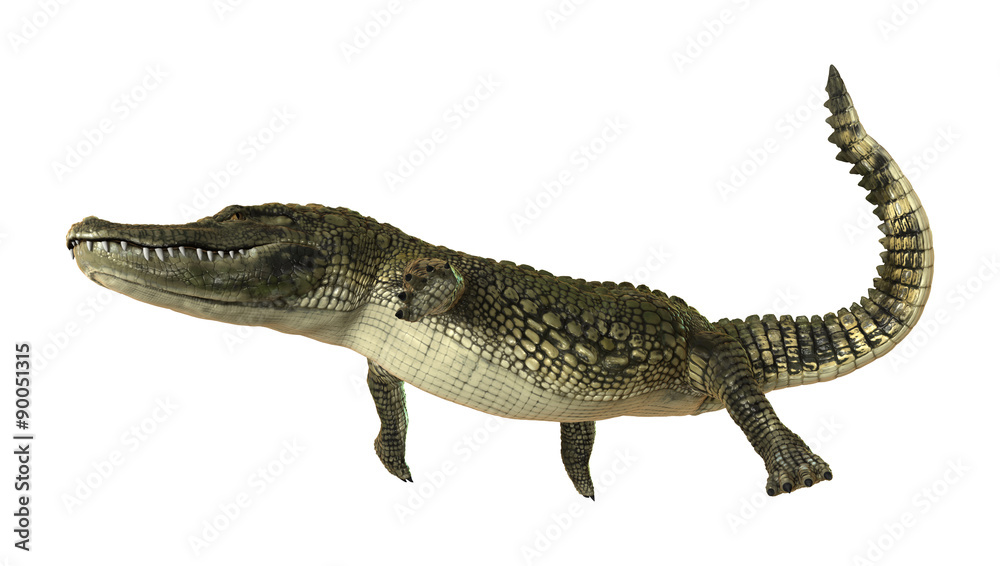 American Alligator American Alligator