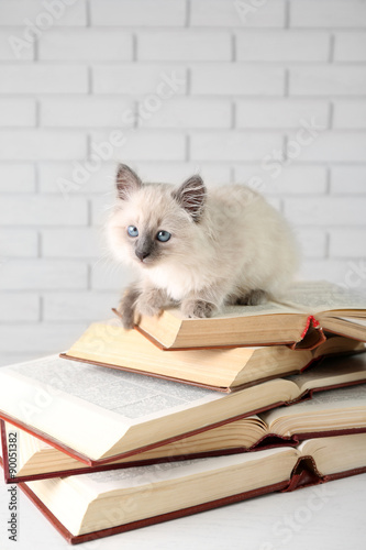 Fototapeta Naklejka Na Ścianę i Meble -  Cute little cat with books on light background