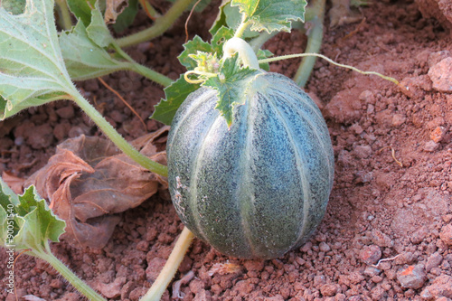 Immature watermelon in its tree,  a species in the family Cucurbitaceae.