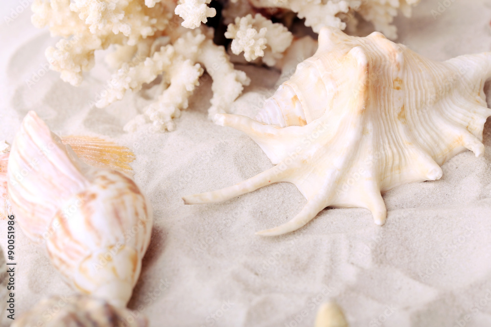 Beautiful seashells on sand background Beautiful seashells on sand background