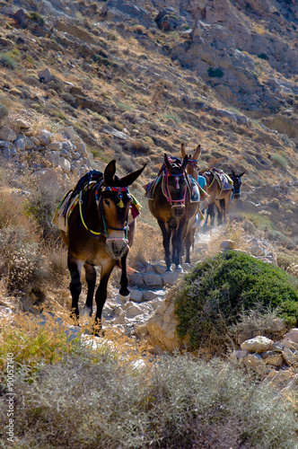 Asini in cammino verso thira