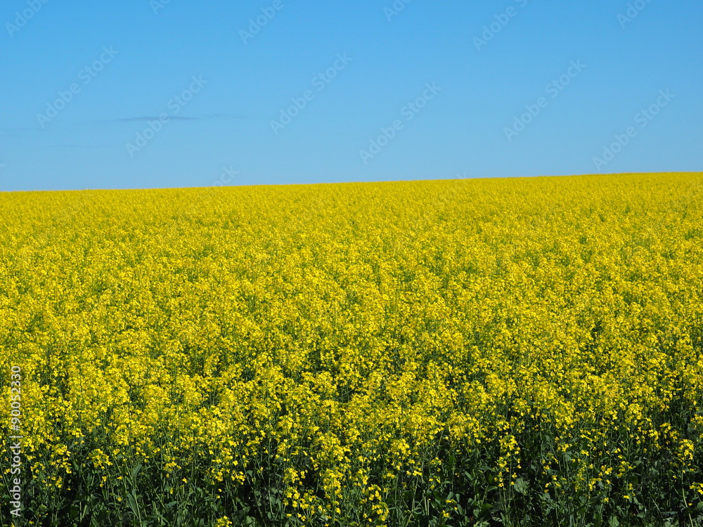 Canola Field Canola Field