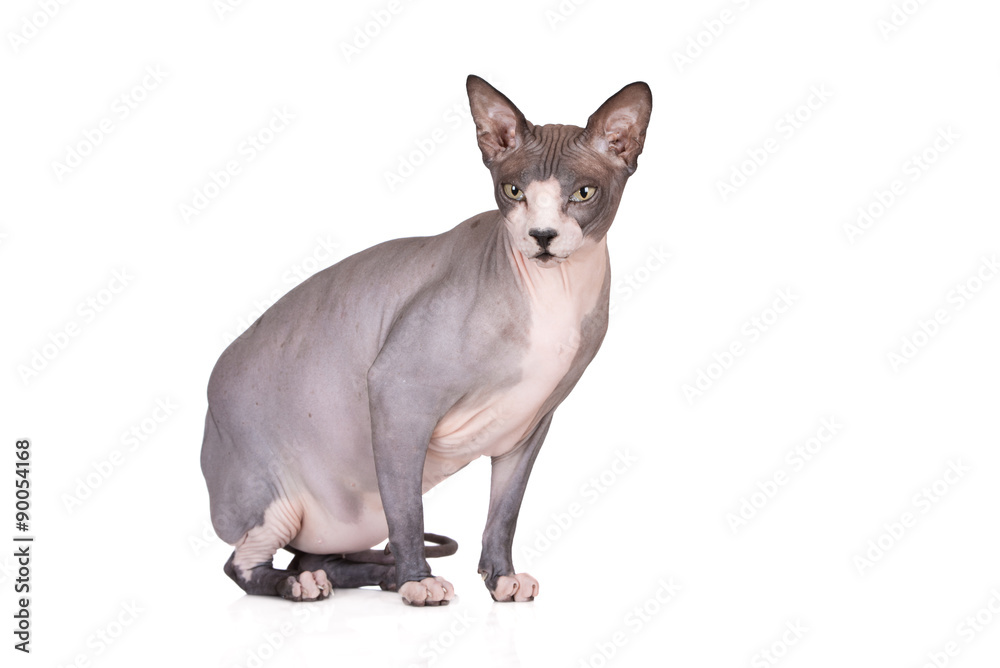 canadian sphynx cat on white