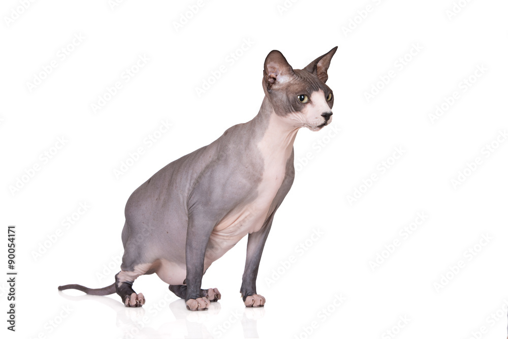 canadian sphynx cat on white