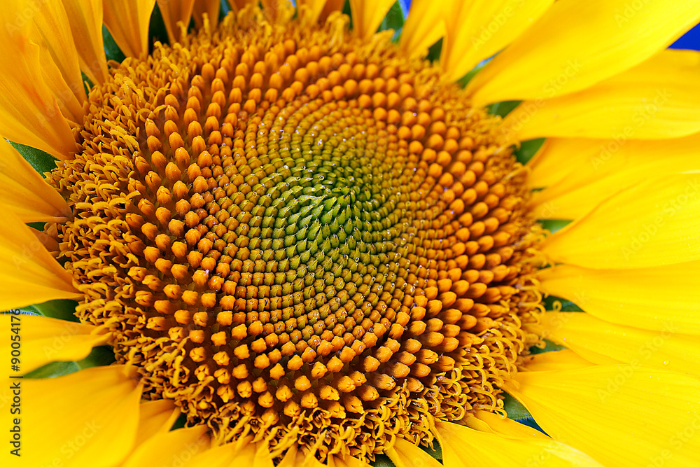 Beautiful bright sunflower close up Beautiful bright sunflower close up
