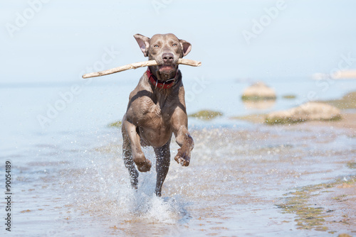 happy weimaraner dog running on the beach with a stick in his mouth