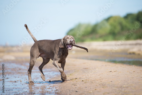 weimaraner dog playing with a stick