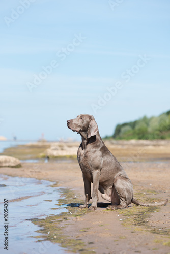 weimaraner dog sitting on the beach