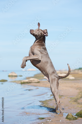 happy dog jumps up on the beach