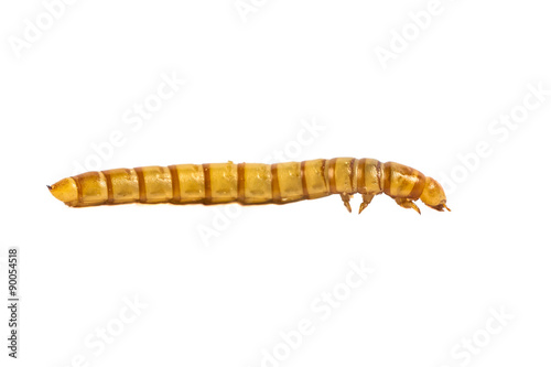 Mealworm close up side view