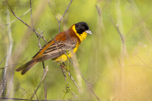 Black headed Bunting perched on a branche photo