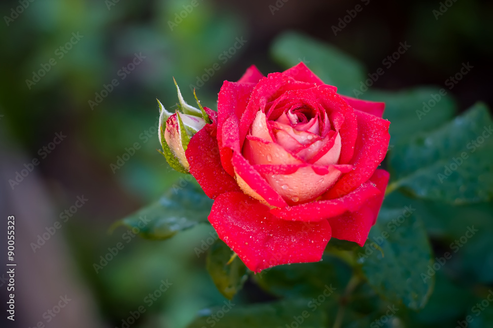 red rose with water drop red rose with water drop