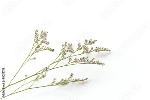 Caspia for Filler Flowers on white background