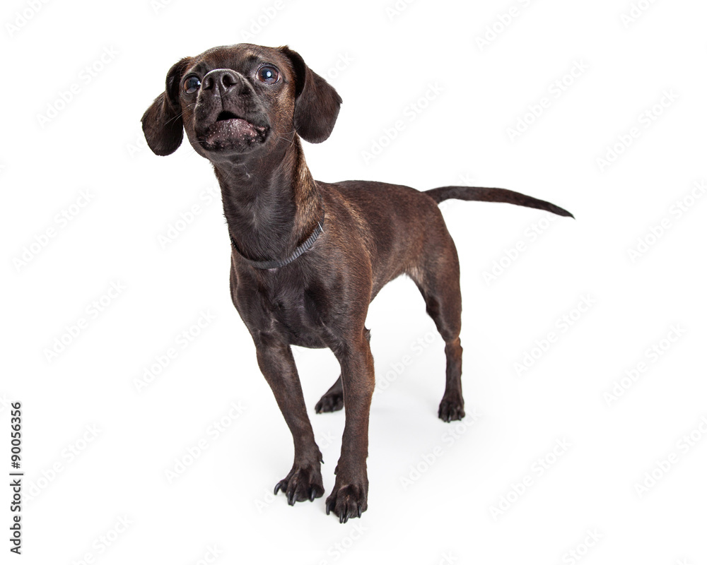Fototapeta premium Black Chihuahua Crossbreed Barking