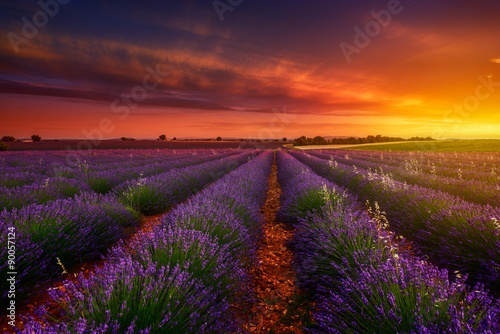 Fototapeta Naklejka Na Ścianę i Meble -  Valensole un soir de Juin