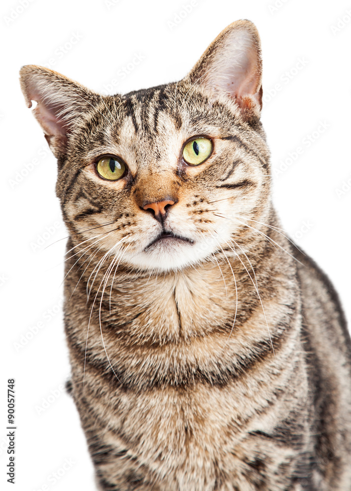 Closeup Tabby Cat Looking Forward Closeup Tabby Cat Looking Forward